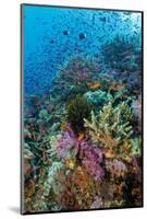 Abundance of Marine Life on a Coral Reef.-Stephen Frink-Mounted Photographic Print