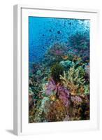 Abundance of Marine Life on a Coral Reef.-Stephen Frink-Framed Photographic Print