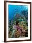 Abundance of Marine Life on a Coral Reef.-Stephen Frink-Framed Photographic Print