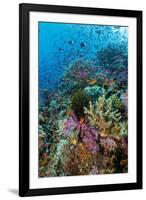 Abundance of Marine Life on a Coral Reef.-Stephen Frink-Framed Photographic Print