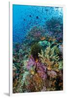 Abundance of Marine Life on a Coral Reef.-Stephen Frink-Framed Photographic Print