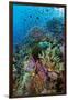 Abundance of Marine Life on a Coral Reef.-Stephen Frink-Framed Photographic Print