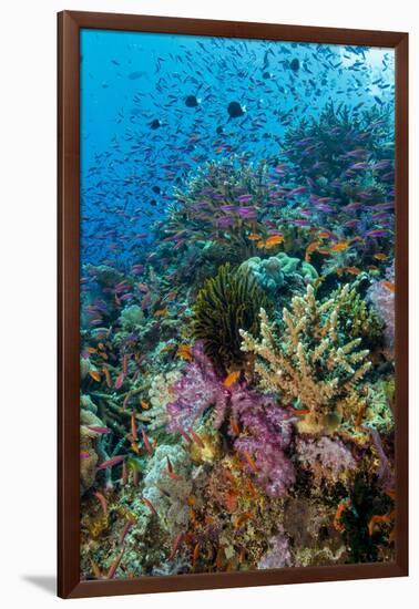 Abundance of Marine Life on a Coral Reef.-Stephen Frink-Framed Photographic Print