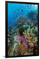 Abundance of Marine Life on a Coral Reef.-Stephen Frink-Framed Photographic Print