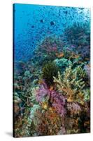 Abundance of Marine Life on a Coral Reef.-Stephen Frink-Stretched Canvas