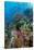 Abundance of Marine Life on a Coral Reef.-Stephen Frink-Stretched Canvas