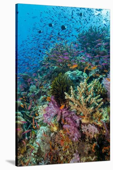 Abundance of Marine Life on a Coral Reef.-Stephen Frink-Stretched Canvas