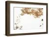 Abundance of Ornamental Cherry Tree Blossoms Forms a Nice Border, Backlit Shot-Petra Daisenberger-Framed Photographic Print