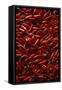 Abundance of Red Chilies-Randy Faris-Framed Stretched Canvas