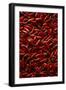 Abundance of Red Chilies-Randy Faris-Framed Photographic Print