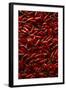 Abundance of Red Chilies-Randy Faris-Framed Photographic Print