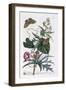 Abutilon and Convolvulus, C.1748-Georg Dionysius Ehret-Framed Premium Giclee Print