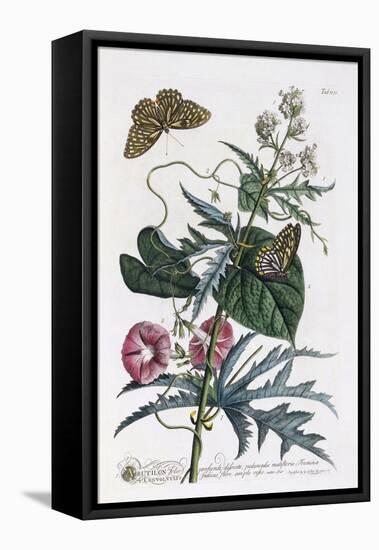 Abutilon and Convolvulus, C.1748-Georg Dionysius Ehret-Framed Stretched Canvas