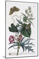 Abutilon and Convolvulus, C.1748-Georg Dionysius Ehret-Mounted Giclee Print