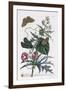 Abutilon and Convolvulus, C.1748-Georg Dionysius Ehret-Framed Giclee Print