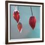 Abutilon-Viviane Fedieu Danielle-Framed Photographic Print