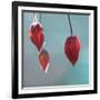 Abutilon-Viviane Fedieu Danielle-Framed Photographic Print