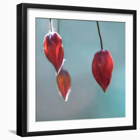 Abutilon-Viviane Fedieu Danielle-Framed Premium Photographic Print