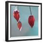 Abutilon-Viviane Fedieu Danielle-Framed Premium Photographic Print