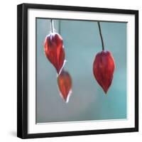 Abutilon-Viviane Fedieu Danielle-Framed Photographic Print