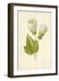 Abutilon-Frederick Edward Hulme-Framed Giclee Print