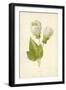 Abutilon-Frederick Edward Hulme-Framed Giclee Print