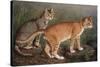 Abyssinian and Indian-W. Luker-Stretched Canvas