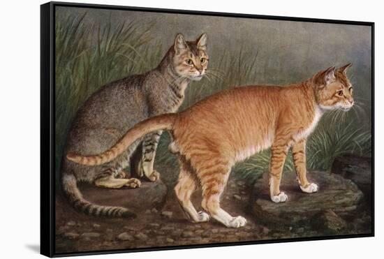 Abyssinian and Indian-W. Luker-Framed Stretched Canvas