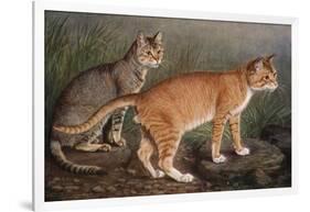 Abyssinian and Indian-W. Luker-Framed Art Print