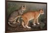 Abyssinian and Indian-W. Luker-Framed Art Print