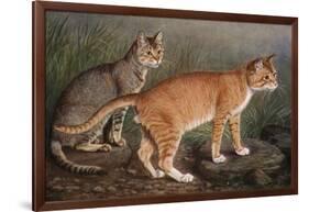 Abyssinian and Indian-W. Luker-Framed Art Print