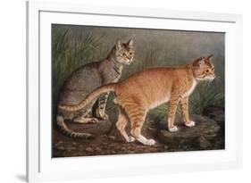 Abyssinian and Indian-W. Luker-Framed Premium Giclee Print