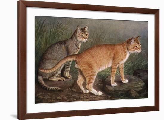 Abyssinian and Indian-W. Luker-Framed Premium Giclee Print