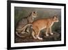 Abyssinian and Indian-W. Luker-Framed Premium Giclee Print