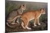 Abyssinian and Indian-W. Luker-Mounted Premium Giclee Print