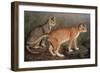 Abyssinian and Indian-W. Luker-Framed Art Print