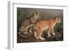 Abyssinian and Indian-W. Luker-Framed Art Print