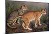 Abyssinian and Indian-W. Luker-Mounted Art Print