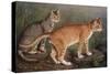 Abyssinian and Indian-W. Luker-Stretched Canvas