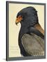 Abyssinian Bateleur Eagle-null-Stretched Canvas