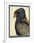 Abyssinian Bateleur Eagle-null-Framed Giclee Print