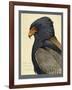 Abyssinian Bateleur Eagle-null-Framed Giclee Print