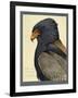 Abyssinian Bateleur Eagle-null-Framed Giclee Print