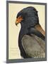 Abyssinian Bateleur Eagle-null-Mounted Giclee Print