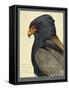 Abyssinian Bateleur Eagle-null-Framed Stretched Canvas