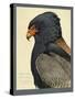 Abyssinian Bateleur Eagle-null-Stretched Canvas