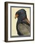 Abyssinian Bateleur Eagle-null-Framed Giclee Print