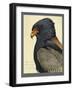 Abyssinian Bateleur Eagle-null-Framed Giclee Print