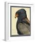 Abyssinian Bateleur Eagle-null-Framed Giclee Print