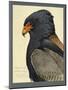 Abyssinian Bateleur Eagle-null-Mounted Giclee Print